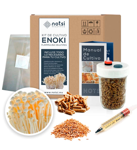 KIT DE CULTIVO ENOKI (FLAMMULINA VELUTIPES)