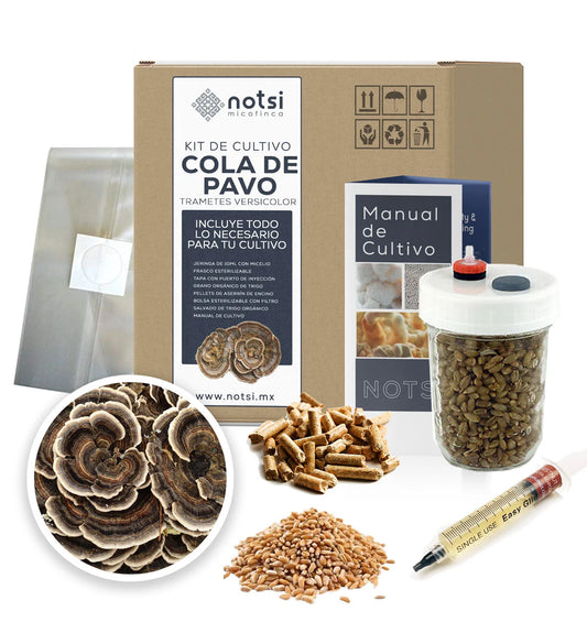 KIT DE CULTIVO COLA DE PAVO (TRAMETES VERSICOLOR)